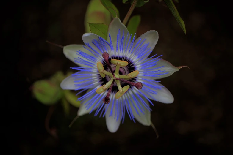 a close up of a flower on a plant, by Jan Rustem, flickr, hurufiyya, passion fruits, with blue light inside, australian wildflowers, on a dark background