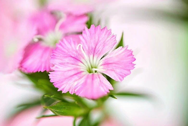 a close up of pink flowers in a vase, a macro photograph, modern high sharpness photo, istockphoto, pastel flowery background, carnation