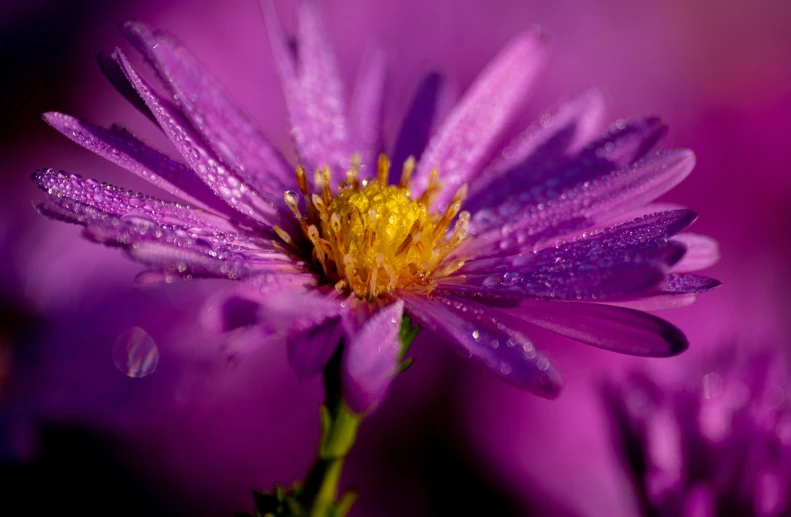 a close up of a purple flower with water droplets, a macro photograph, by Jan Rustem, miniature cosmos, chrysanthemum, autum, sparkling in the sunlight