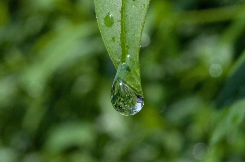 a drop of water sitting on top of a leaf, by Jan Rustem, hurufiyya, hanging, wikimedia, it is raining heavily, close up angle