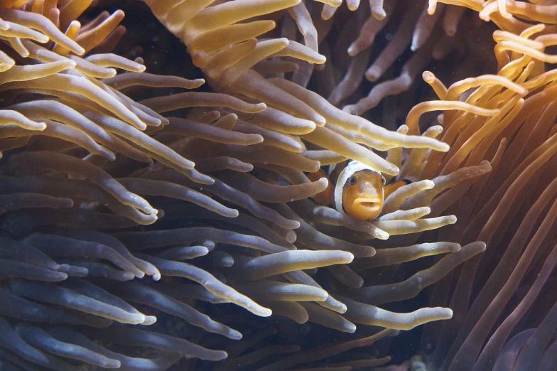 a clown fish hiding in the tentacles of a sea anemone, by Dietmar Damerau, pexels, precisionism, wikimedia commons, crowds, calm face, smiley