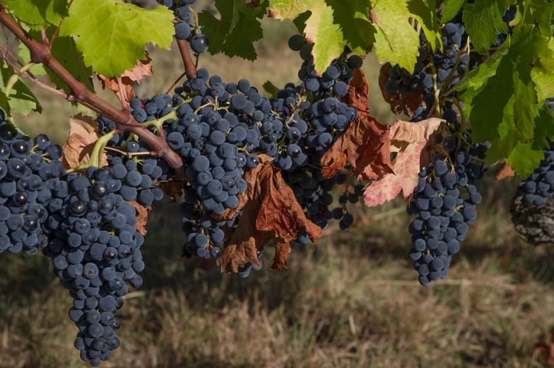 a bunch of grapes hanging from a vine, pixabay, figuration libre, 4 k detail, italy, autum, documentary still