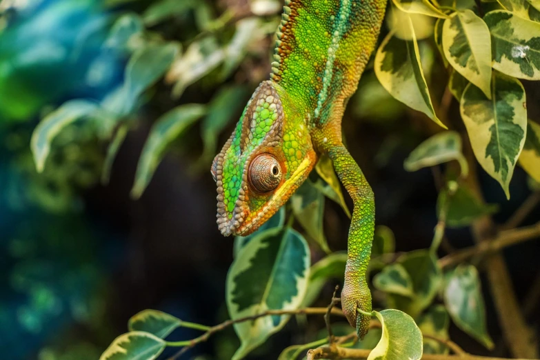a close up of a chamelon on a tree branch, a picture, by Robert Brackman, pexels contest winner, sumatraism, chameleon, dappled in evening light, emerald coloured eyes, post processed 4k