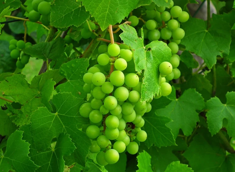 a bunch of green grapes hanging from a vine, flickr, 1 6 x 1 6, screensaver, yo ), panels