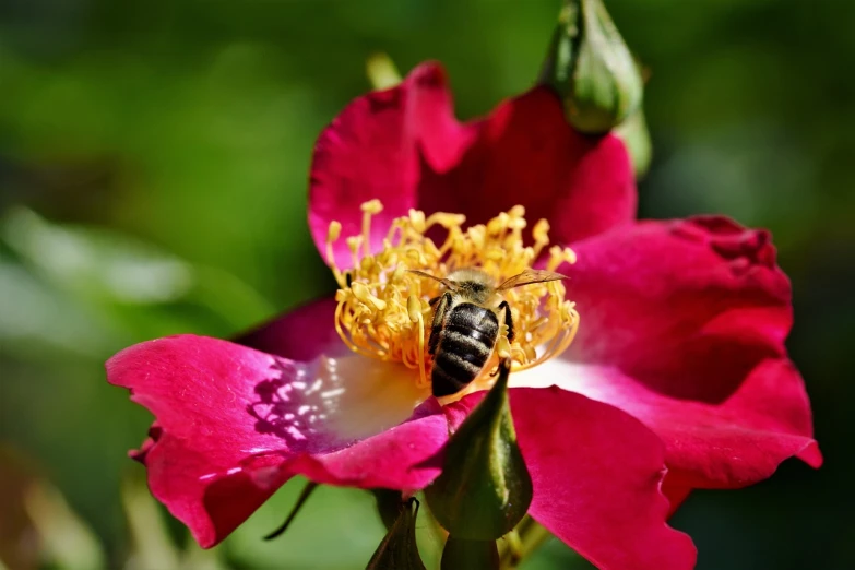 a bee sitting on top of a pink flower, by Jan Henryk Rosen, pexels, red rose, avatar image, 🐝👗👾, 4k -4