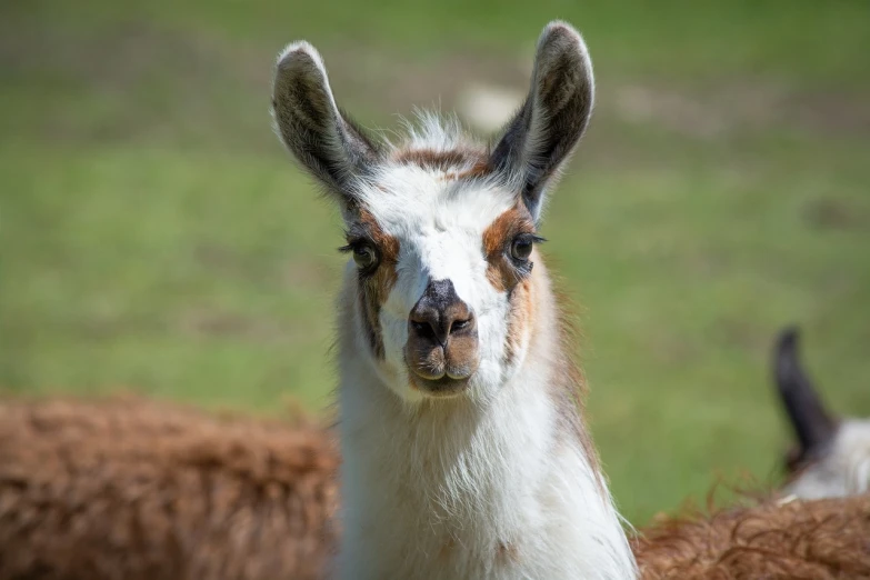 a close up of a llama in a field, a picture, by Edward Corbett, sharp focus on the face, face-on head shot, flash photo, zoo photography