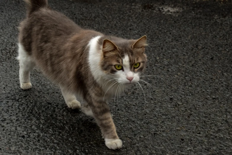 a brown and white cat walking across a street, a portrait, overcast day, f / 2. 2, very detailed!, some of the blacktop is showing