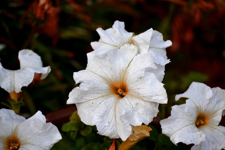 a close up of a bunch of white flowers, by David Garner, hurufiyya, hibiscus, after rain, morning glory flowers, sad look