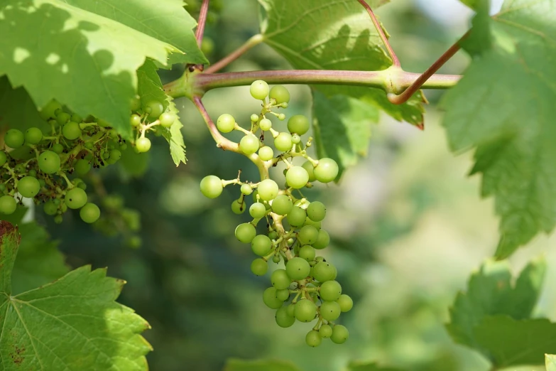 a bunch of green grapes hanging from a vine, a picture, by Joseph von Führich, pixabay, bauhaus, high res photo, illinois, drinking, n - 9