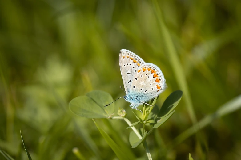 a blue butterfly sitting on top of a green leaf, hurufiyya, clover, 5 5 mm photo