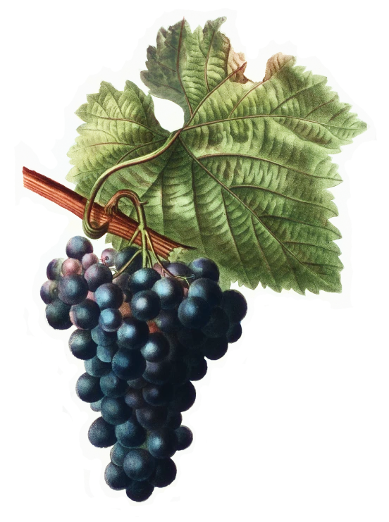 a close up of a bunch of grapes, a digital rendering, by Robert Koehler, art nouveau, detailed color scan, 1 8 0 0's, exterior shot, merged