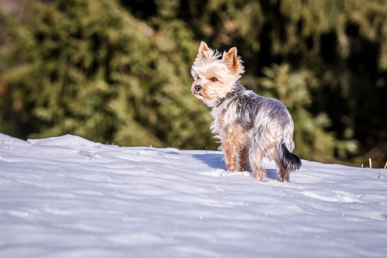 a small dog is standing in the snow, figuration libre, yorkshire terrier, sun is in the top, mid shot photo