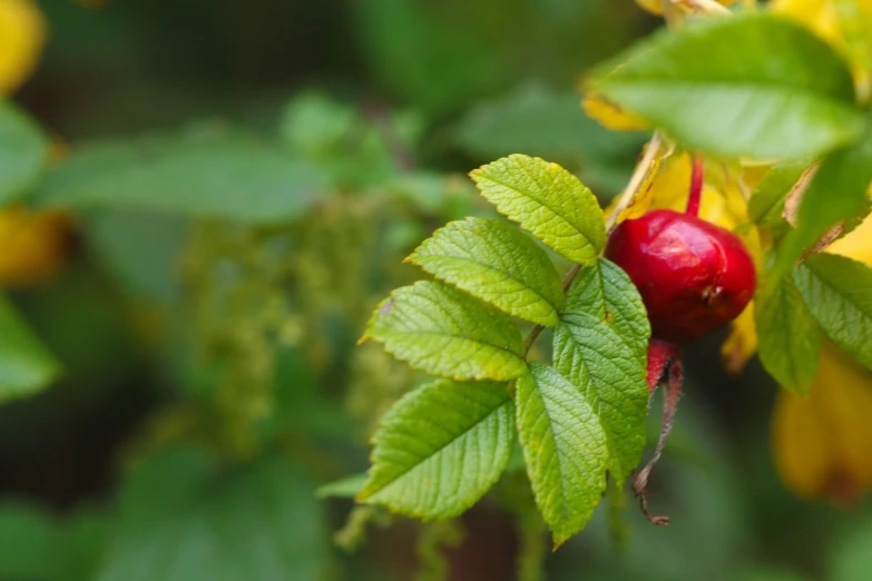 a close up of a bunch of fruit on a tree, a photo, by Dietmar Damerau, shutterstock, romanticism, lion in a meadow with hornbeam, red rose, sheltering under a leaf, closeup photo