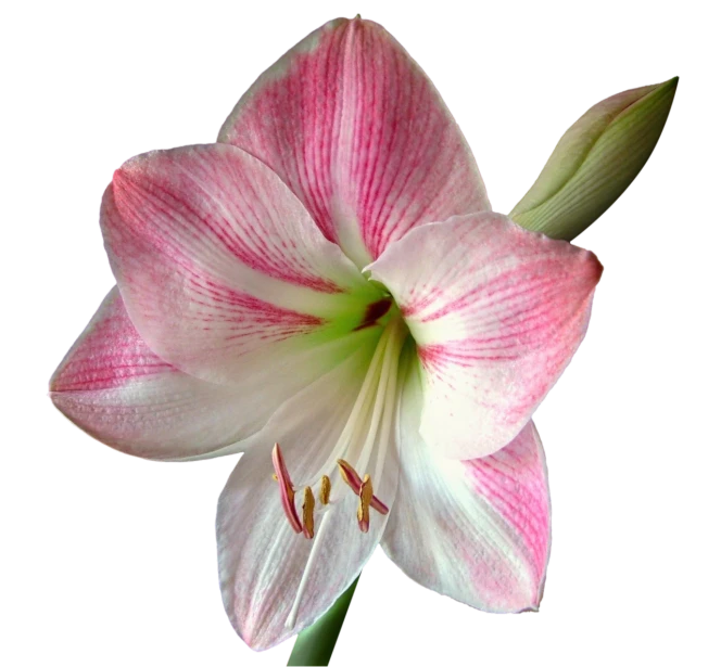 a close up of a pink and white flower, by Charles Billich, flickr, hurufiyya, big lilies, beautiful flower, on black background, pink white and green