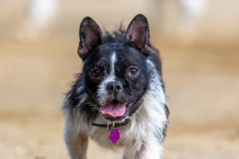 a black and white dog standing on top of a sandy beach, a portrait, by Jan Tengnagel, unsplash, chihuahua, running towards camera, closeup headshot, wet fur