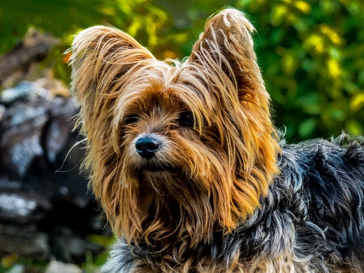 a brown and black dog standing on top of a lush green field, a portrait, by Jan Rustem, pixabay contest winner, renaissance, yorkshire terrier, headshot of young female furry, details and vivid colors, bark