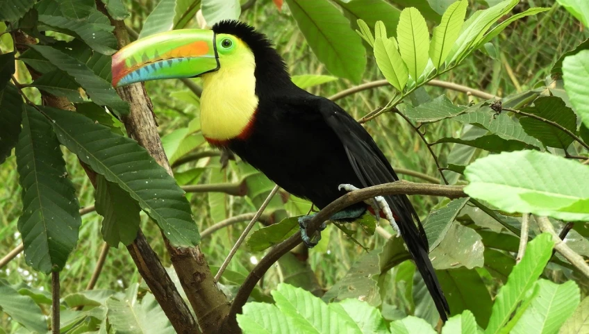 a colorful bird sitting on top of a tree branch, flickr, toucan, in marijuanas gardens, from wikipedia, black