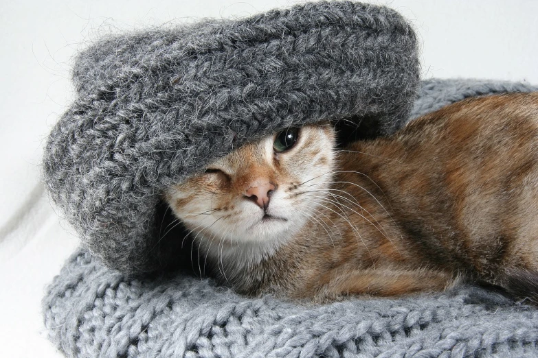 a close up of a cat wearing a knitted hat, shutterstock, romanticism, feeling miserable, marketing photo, ekaterina, very comfy