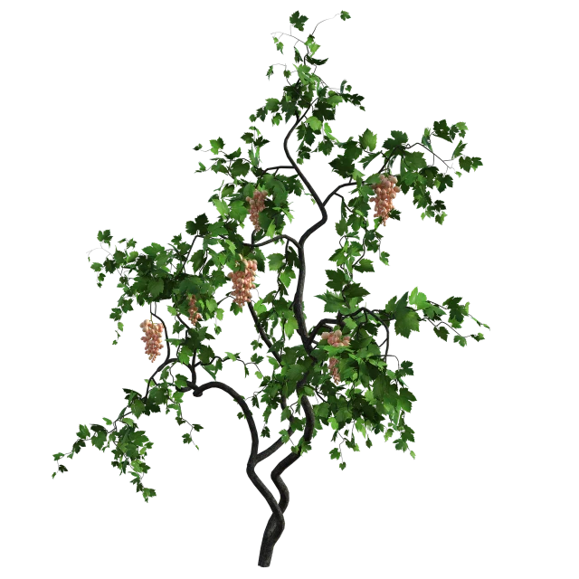 a tree with a bunch of grapes on it, a digital rendering, polycount, hurufiyya, with a black background, 8k octae render photo