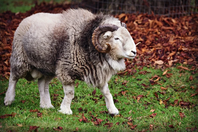 a sheep standing on top of a lush green field, a portrait, baroque, taken in zoo, february), curved horns!, liam