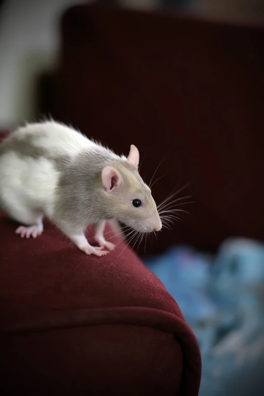 a white rat sitting on top of a red couch, a portrait, shutterstock, photograph credit: ap, high quality photo, rat man, the microchip