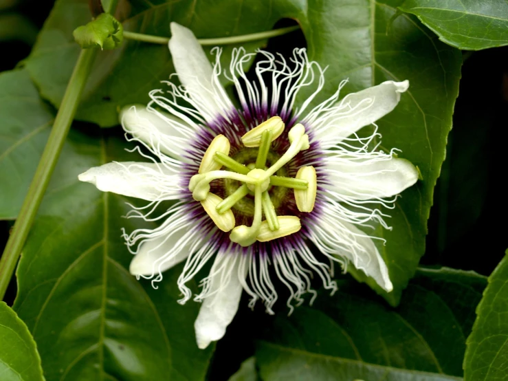 a close up of a flower on a plant, by Robert Brackman, hurufiyya, passion fruits, beautiful flower, with black vines, white flower