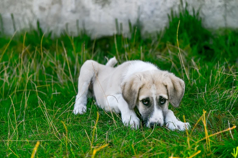 a dog that is laying down in the grass, a stock photo, inspired by Elke Vogelsang, shutterstock, very sad emotion, lop eared, small white dog at her side, cruel green-eyed