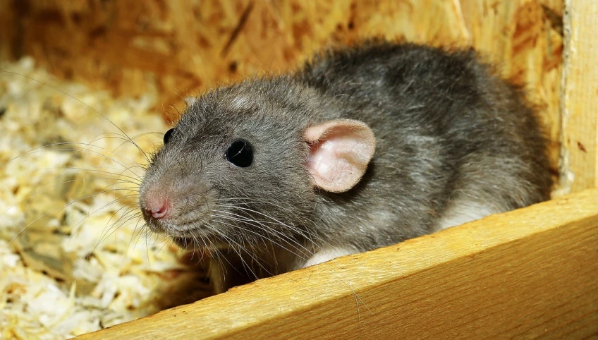 a close up of a rat in a wooden box, a picture, by Werner Gutzeit, trending on pixabay, renaissance, gray mottled skin, avatar image, flat triangle - shaped head, puffy