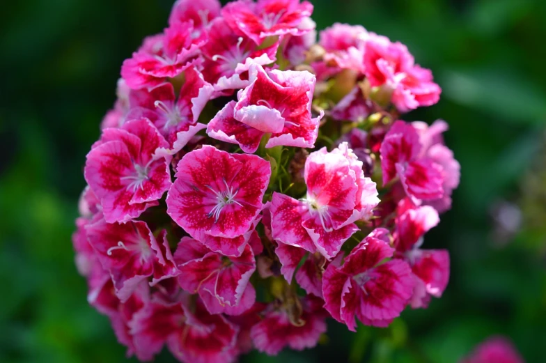 a close up of a bunch of pink flowers, by Alexander Runciman, red and white colors, high quality product image”, verbena, beautiful flower