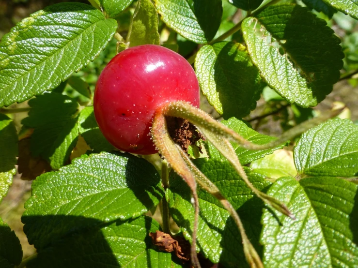 a close up of a fruit on a tree, rasquache, rose-brambles, photo taken in 2018, roman nose, cranberry helmet