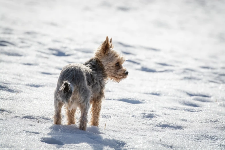 a small dog is standing in the snow, yorkshire terrier, harsh sunlight, high res photo, lost in thought