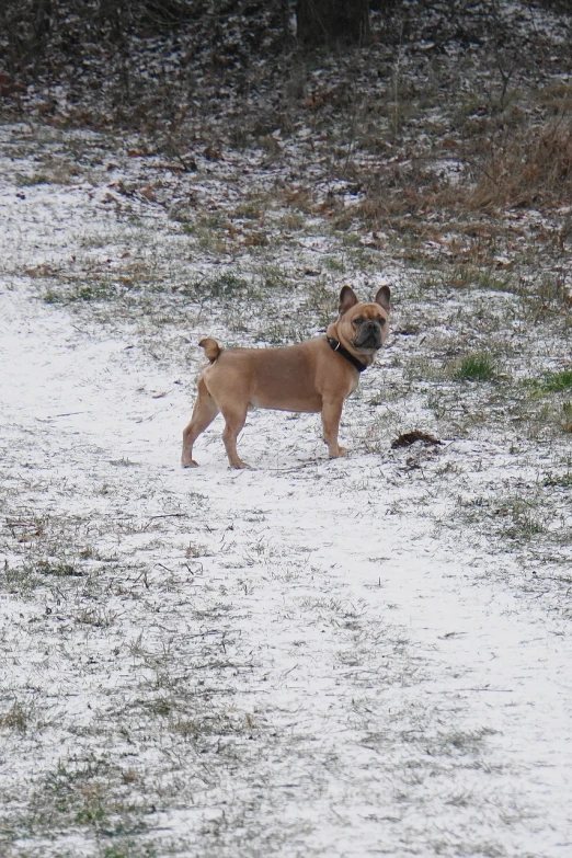 a brown dog standing on top of a snow covered field, a photo, renaissance, french bulldog, unedited, small chin, high res photo