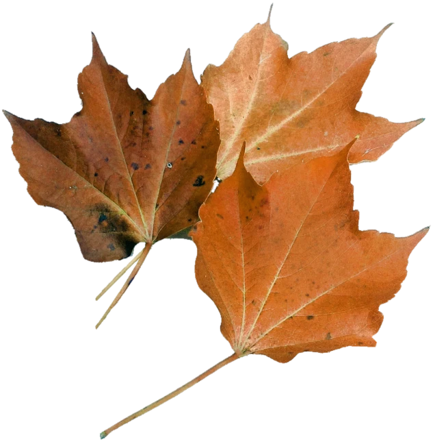 a couple of leaves that are next to each other, a photo, by David Garner, photorealism, canadian maple leaves, high - resolution scan, with a black background, pale orange colors