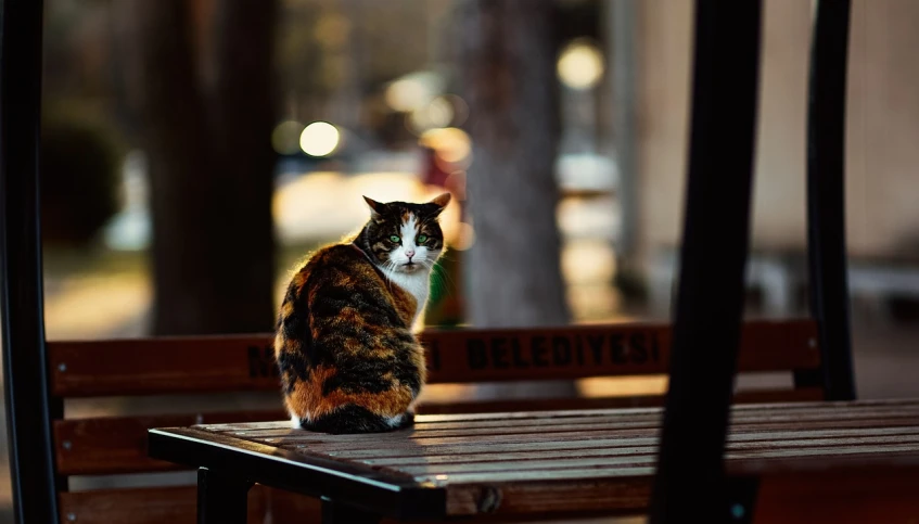 a cat sitting on top of a wooden bench, by Niko Henrichon, unsplash, realism, in a sidewalk cafe, calico, in the evening, regal pose