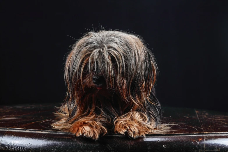 a dog sitting on top of a leather couch, a portrait, by Ihor Podolchak, trending on pixabay, hurufiyya, long windy hair style, head down, sitting on a table, sadness personified