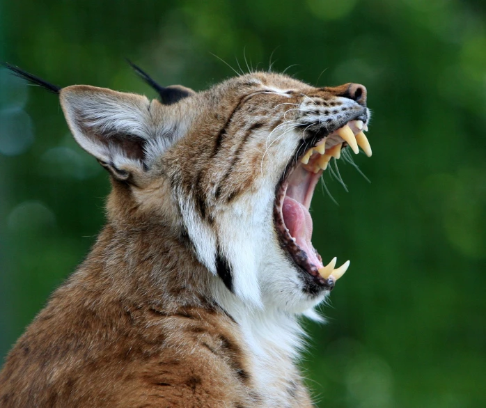 a close up of a cat with its mouth open, a picture, by Edward Corbett, sumatraism, anthropomorphic lynx, istock, howling, horn