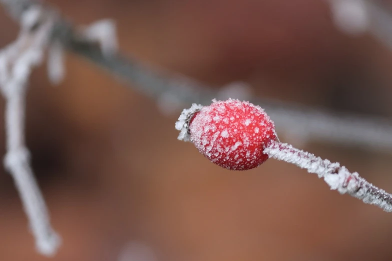 a close up of a berry on a tree branch, inspired by Arthur Burdett Frost, magic frozen ice phoenix egg, slightly red, rose, not cropped