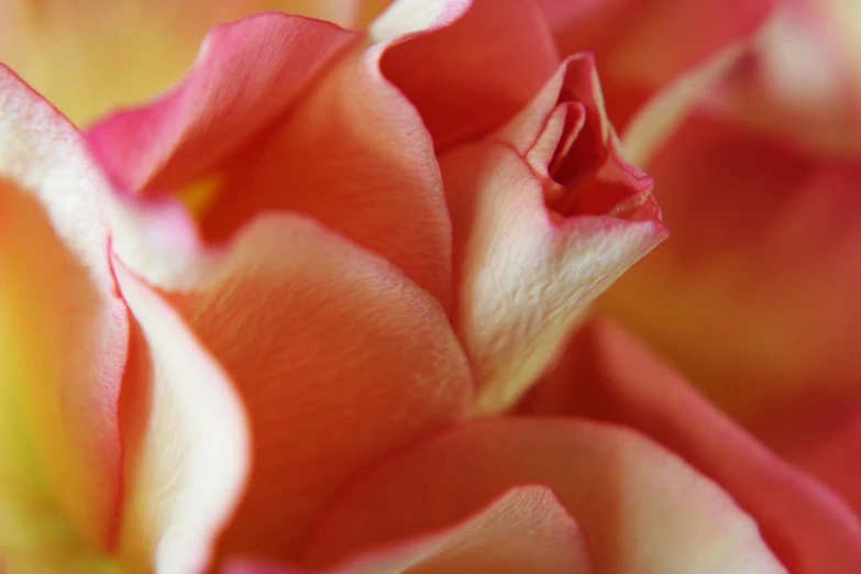 a close up of a pink and yellow rose, a macro photograph, inspired by Rose Henriques, light red and deep orange mood, taken with a pentax1000, roses background, super macro