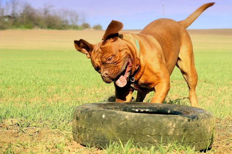 a brown dog standing on top of a tire, pixabay contest winner, working out in the field, wrinkly, smiling playfully, tank