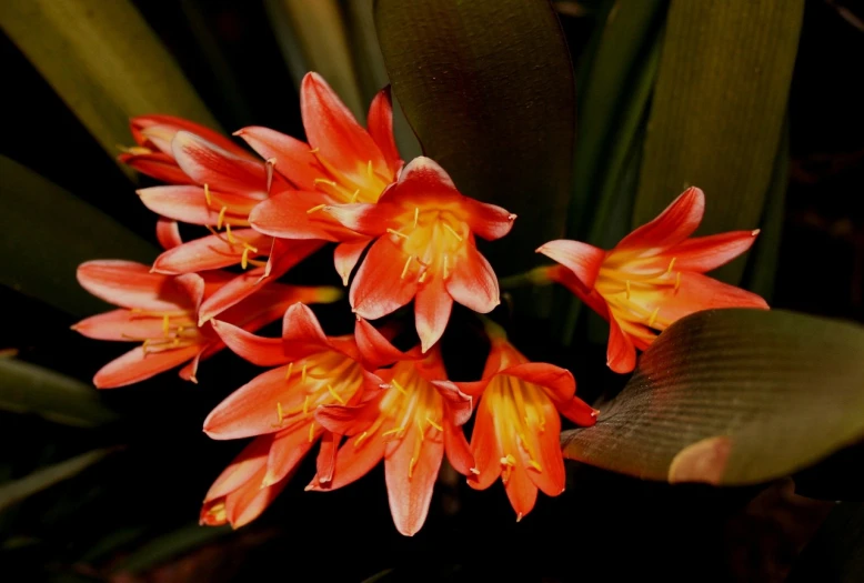 a close up of a bunch of flowers on a plant, by Luis Miranda, flickr, hurufiyya, coloured in orange fire, tropical houseplants, dark setting, hyacinth