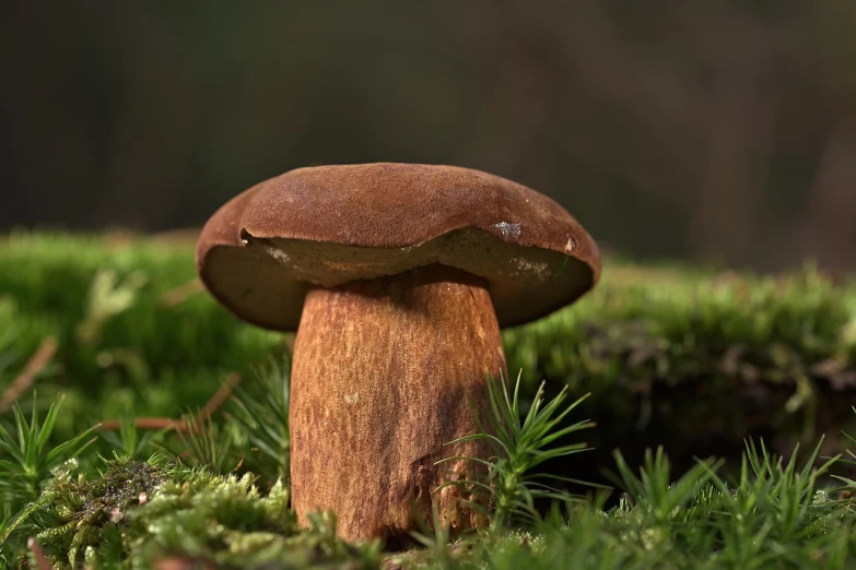 a mushroom that is sitting in the grass, a macro photograph, by Dietmar Damerau, shutterstock, roofed forest, on a pedestal, highly detailed product photo