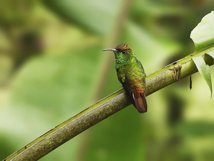 a bird that is sitting on a branch, by Peter Churcher, shutterstock, hummingbird, rare bird in the jungle, gold green creature, fine detail post processing