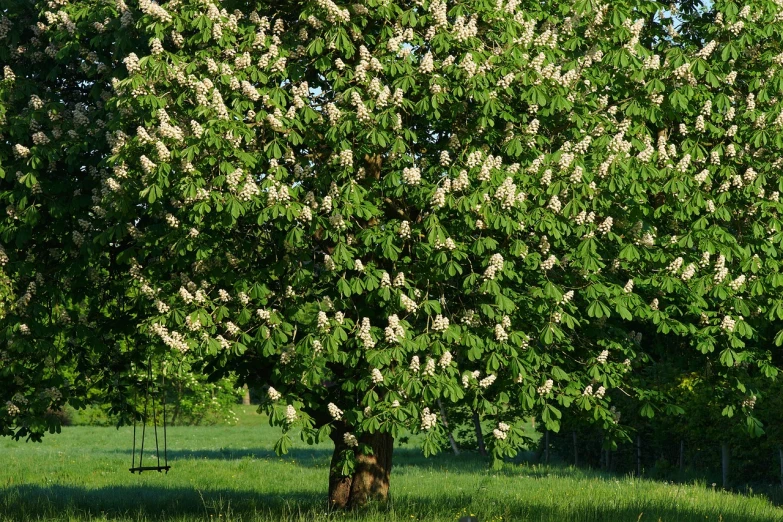 a horse grazing in a field next to a tree, a photo, by Juergen von Huendeberg, shutterstock, hydrangea, puffballs, magnolia, england
