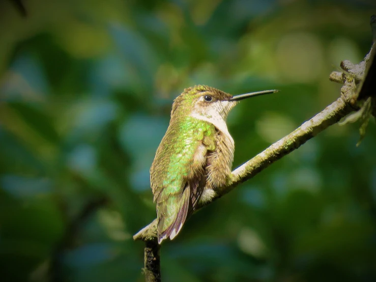 a hummingbird sitting on top of a tree branch, a portrait, relaxing after a hard day, standing with her back to us, dressed in a green robe, immature