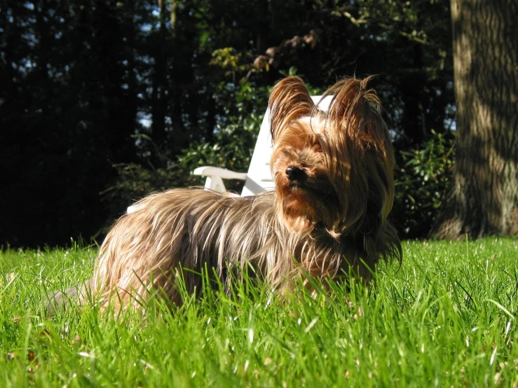 a small dog laying on top of a lush green field, by Edward Corbett, flickr, yorkshire terrier, in a sun lounger, very pretty model, shot on a 2 0 0 3 camera