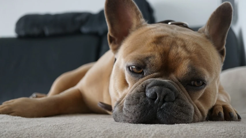 a close up of a dog laying on a couch, by Emma Andijewska, pexels, french bulldog, sad!, very very very realistic, closeup face