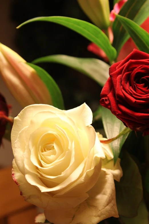 a close up of a red and white rose in a vase, a picture, romanticism, lilies, warm light, laying on roses, 4k high res