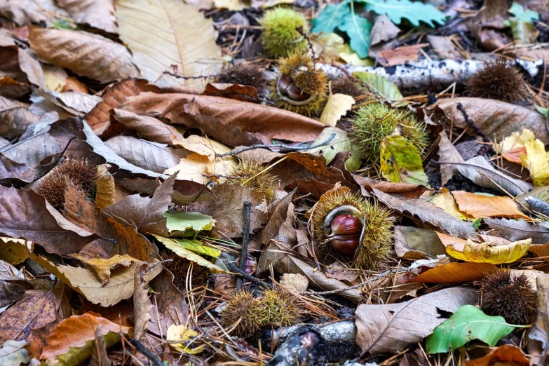 a close up of a bunch of leaves on the ground, by Jan Rustem, land art, steampunk forest background, eating rotting fruit, abandoned weapons, hibernation capsule close-up