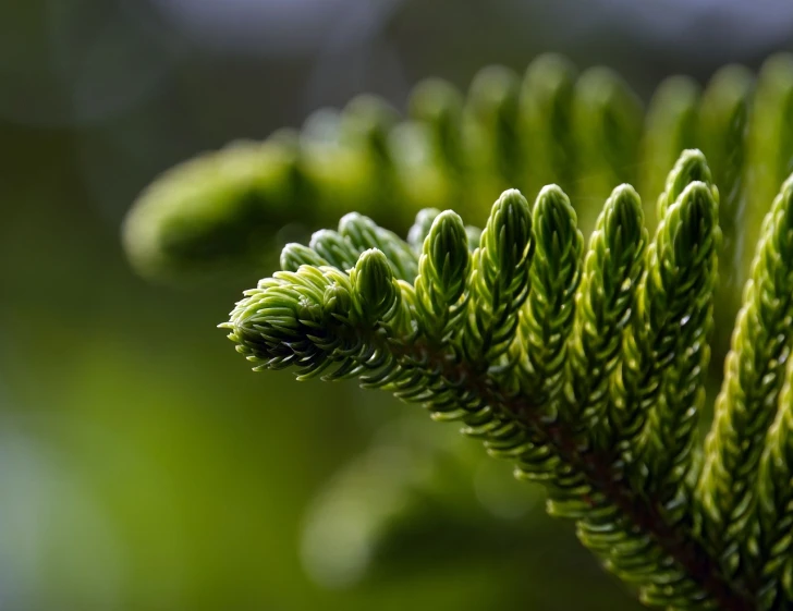 a close up of a branch of a pine tree, a macro photograph, by Adam Manyoki, unsplash, precisionism, highly detailed green leaves, nothofagus, serrated point, 3d with depth of field