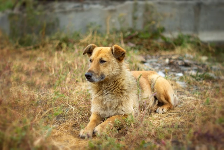 a dog that is laying down in the grass, a portrait, by Stefan Gierowski, shutterstock, realism, in a desolate, portrait of a slightly rusty, romanian, modern high sharpness photo